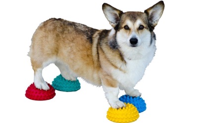 FitPAWS® Paw Pods 4-Pack