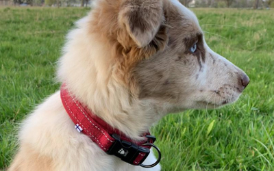 Hurtta Casual Hundehalsband, preiselbeere