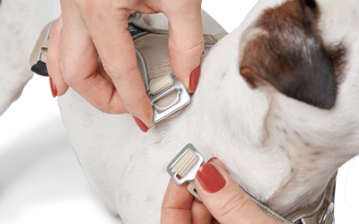 Mit zwei D-Ringen zum Anleinen am Rücken oder im Brustbereich des Hundes