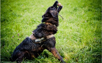 IDC Hundeball im Test von Wölfen