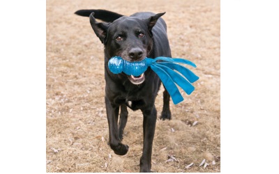 KONG Wubba Comet