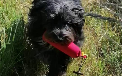 Hundedummy Standard, hotpink