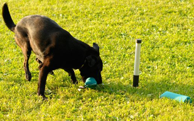 Perfekt für das tägliche Training