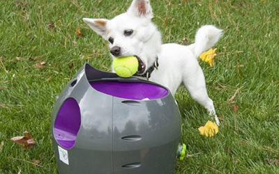 Bringen Sie Ihrem Hund bei, den Ball Hineinzulegen