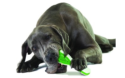 Perfektes Kau- und Zahnreinigungs- Hundespielzeug