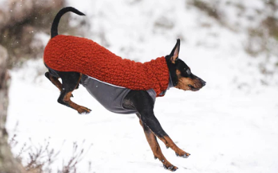 Polar Pomppa Hundepullover, Limited Edtion, vogelbeere