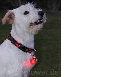 Rogz Blinkie in rot
