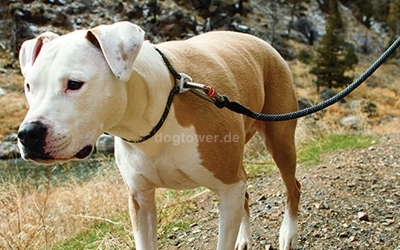 Hundeleine Ruffwear Knot-A-Leash