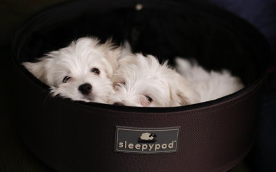 SleepyPod
