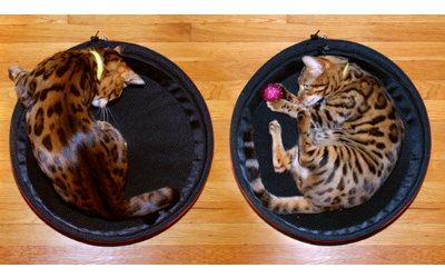 SleepyPod mit Katzen