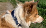 Hurtta Casual Half Choke Hundehalsband, fluss