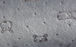 iqo Kuscheldecke Hundewelpen, granit