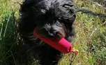 Hundedummy Standard, hotpink