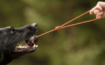 Nonstop Hundespielzeug Dog Ball mit Kordel, orange/black