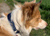 Hurtta Casual Half Choke Hundehalsband, fluss