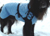 IQO VXf Hundemantel Softshell hellblau