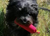Hundedummy Standard, hotpink