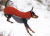 Polar Pomppa Hundepullover, Limited Edtion, vogelbeere